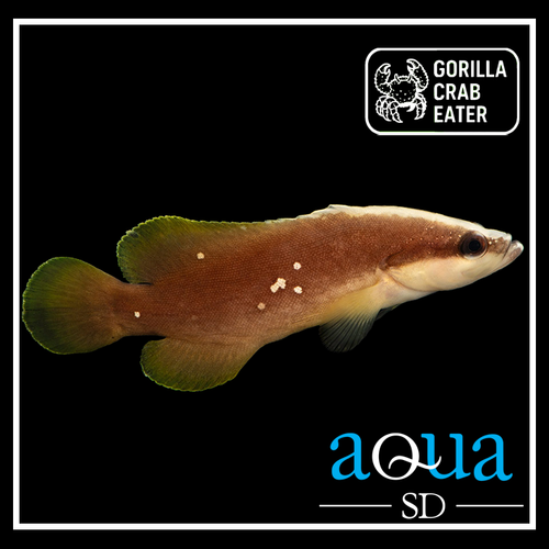 Whitespotted Soapfish - Rypticus maculatus