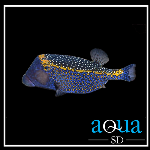 Blue Boxfish; (Male) - Ostracion meleagris