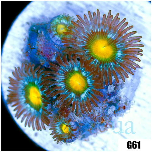 Gator Eyes Zoanthids