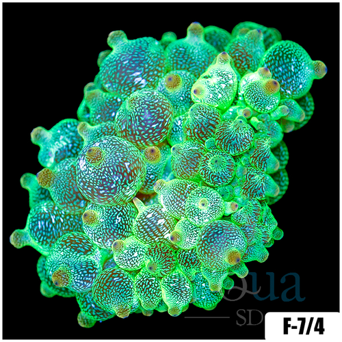 Acid Wash Bubble Tip Anemone