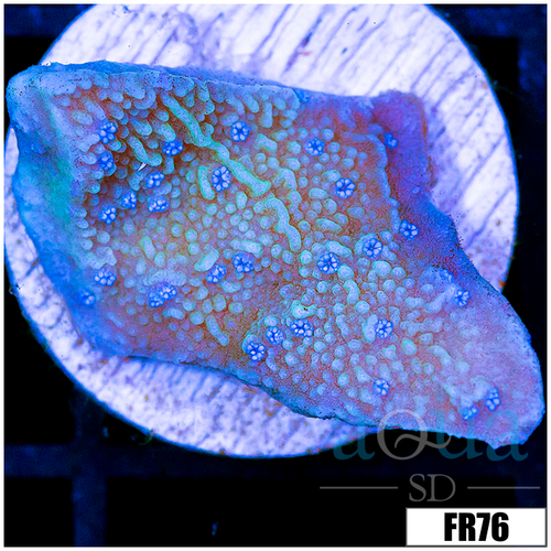 Blueberry Feilds Montipora