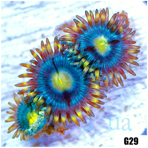 Laser Lemon Zoanthids