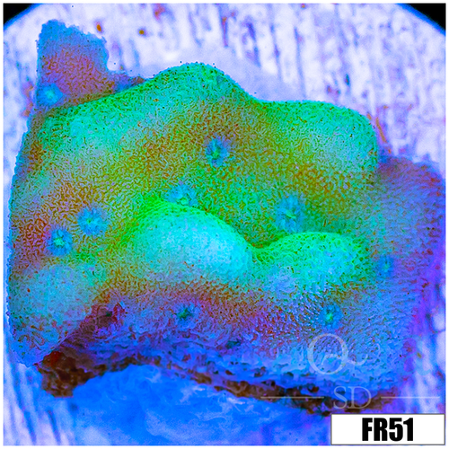 Wasabi Dreams Montipora