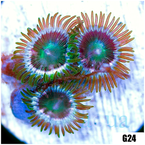 Dragon Eyes Zoas