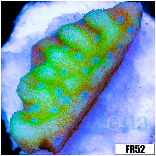Wasabi Dreams Montipora