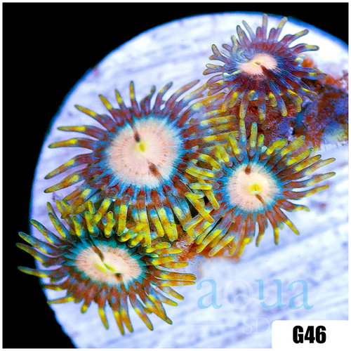 Laser Lemon Zoanthids