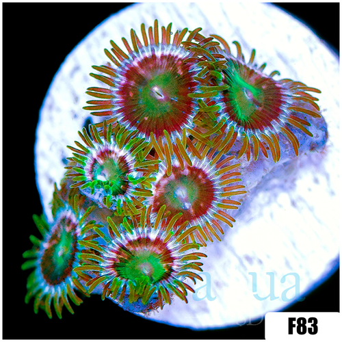 ASD Portal Zoas