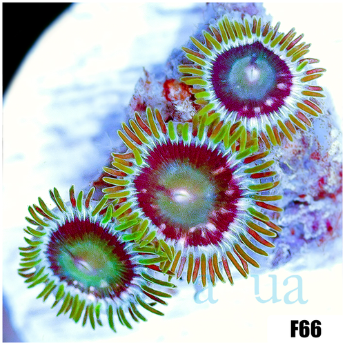 ASD Portal Zoas