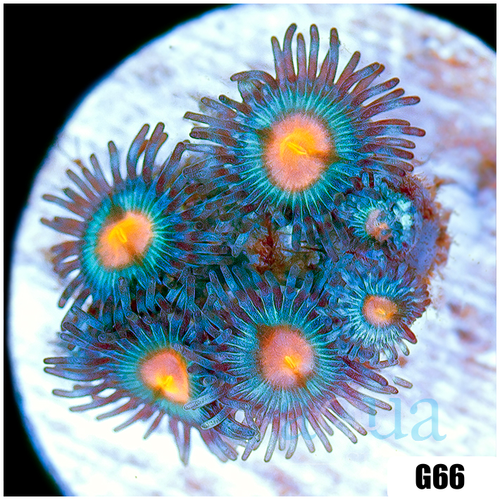 Gator Eyes Zoas