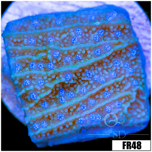 Blueberry Feilds Montipora