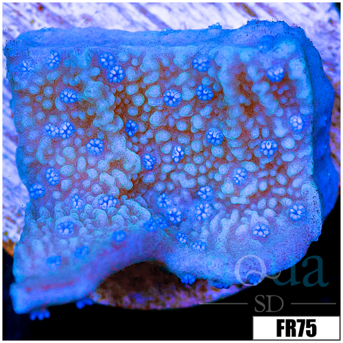 Blueberry Feilds Montipora