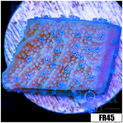 Blueberry Feilds Montipora