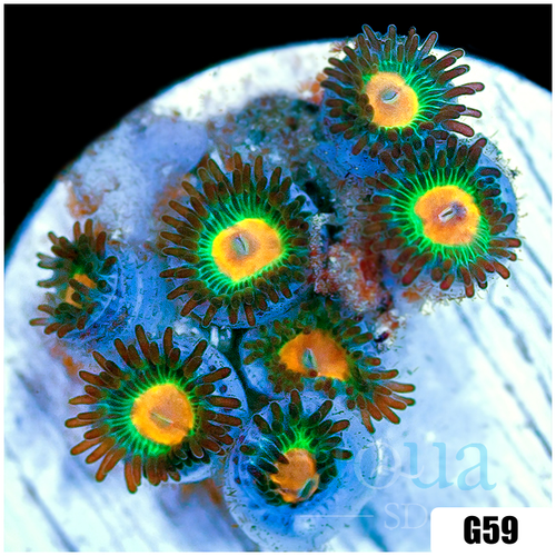 Gator Eyes Zoas