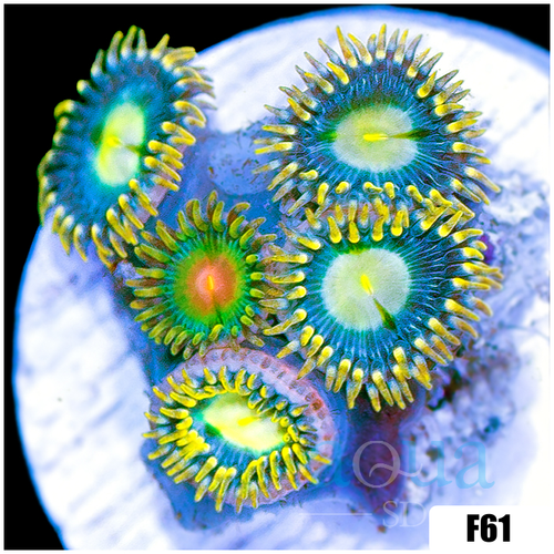 ASD Combo Zoanthids Frag