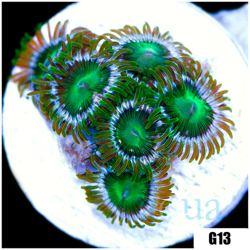 Dragon Eyes Zoas