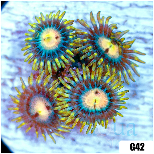 Laser Lemon Zoanthids
