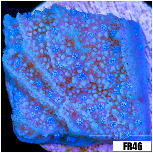 Blueberry Feilds Montipora