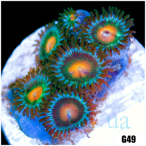 Gator Eyes Zoas