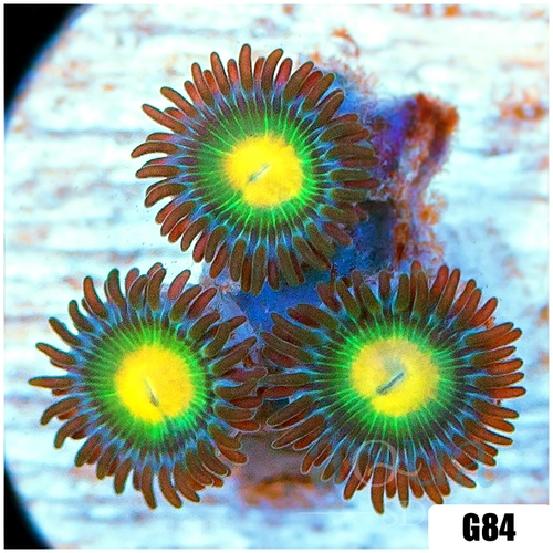 Gator Eyes Zoas