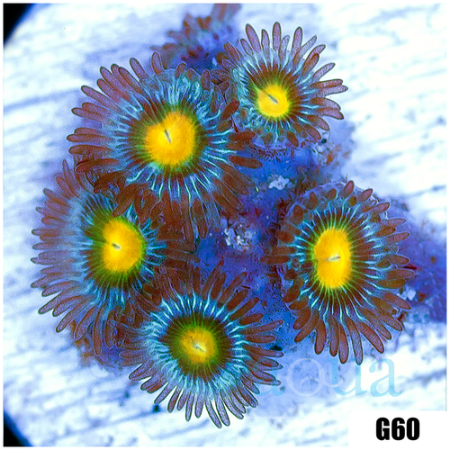 Gator Eyes Zoas