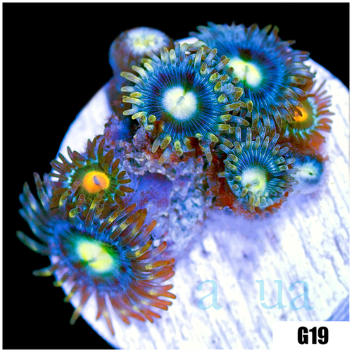 ASD Combo Zoanthids Frag