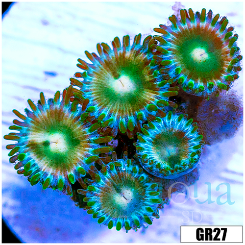 Emerald Eyes Zoas