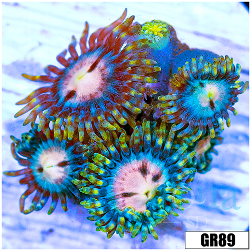 Laser Lemon Zoanthids