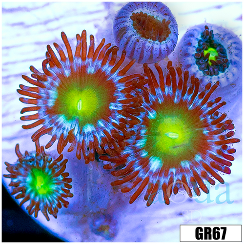 Dragon Eyes Zoas