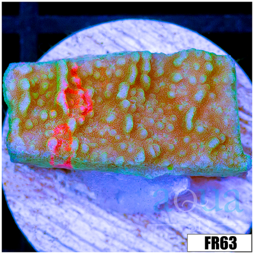 ASD Grafted Montipora