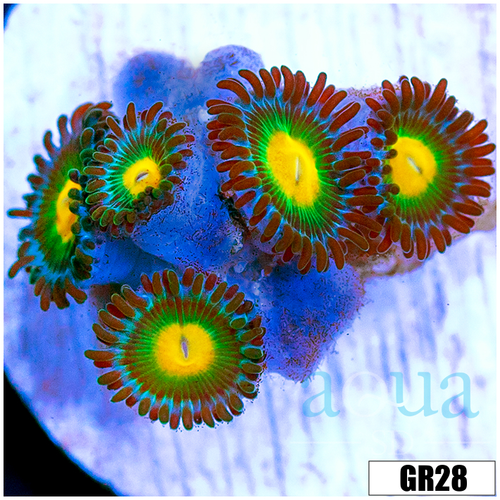 Gator Eyes Zoas