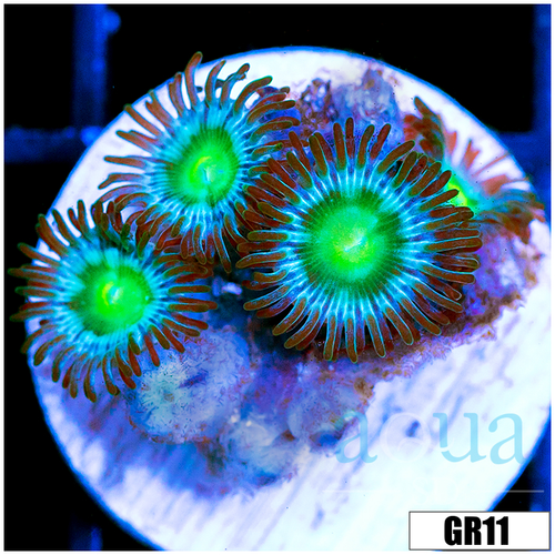Emerald Eyes Zoas