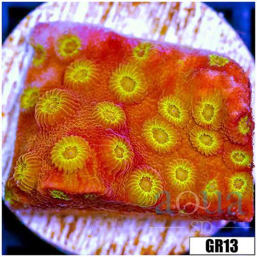 ASD Golden Cyphastrea