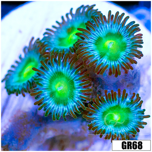 Dragon Eyes Zoas