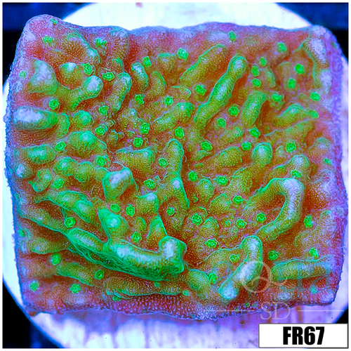 Green Monti Cap
