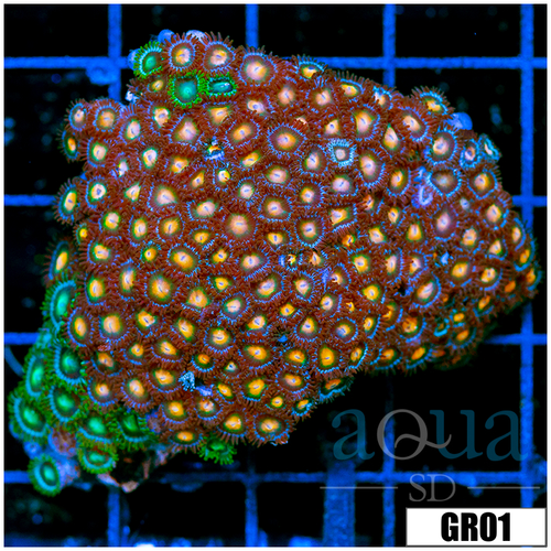 Combo Zoanthids Chunk