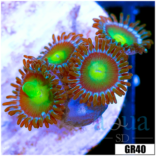 Dragon Eyes Zoas