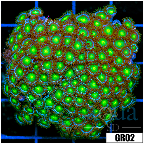 Dragon Eyes Zoanthids Chunk
