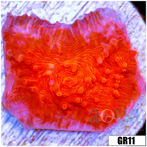 Dragons Breath Chalice