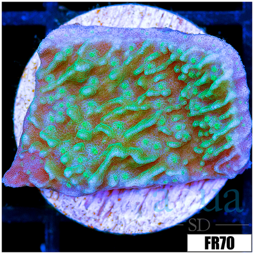 Green Monti Cap