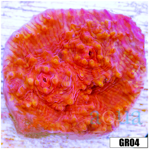Dragons Breath Chalice