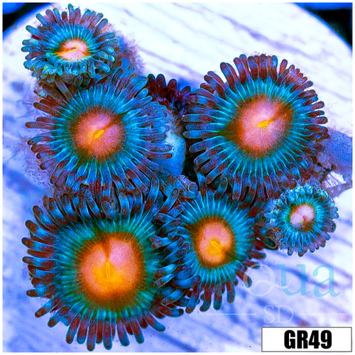 Gator Eyes Zoanthids