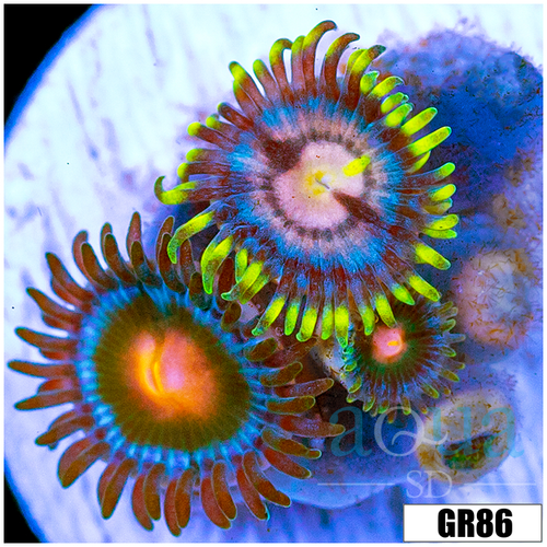 Combo Zoanthids Frag