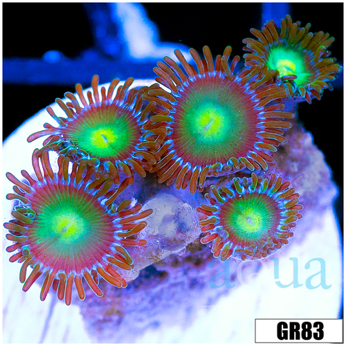 Dragon Eyes Zoas