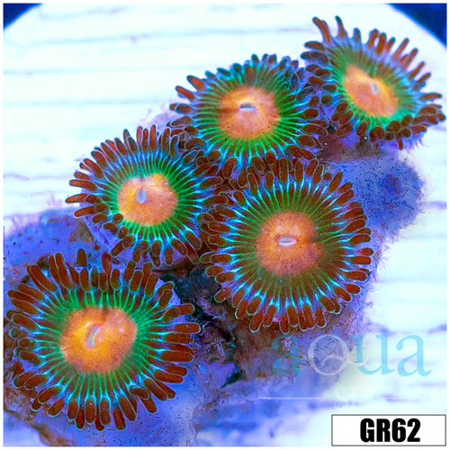 Gator Eyes Zoas