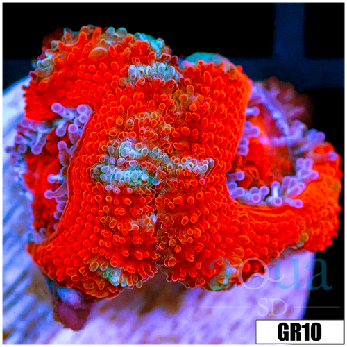 Peppermint Candy Acan Lord