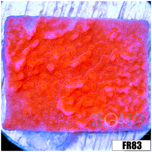 Orange Plating Monti