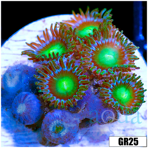 Dragon Eyes Zoas