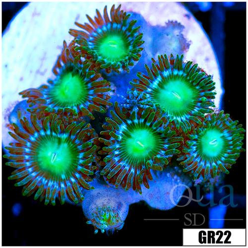 Dragon Eyes Zoas