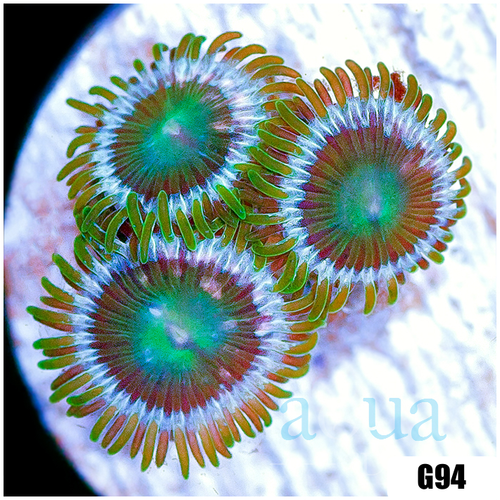 ASD Portal Zoas