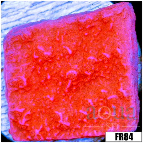 Orange Plating Monti